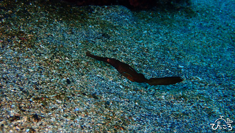 0105_カミソリウオ