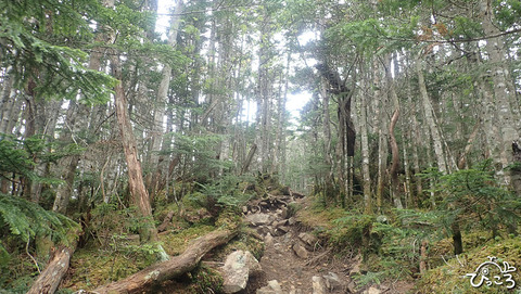 樹林帯_P6100199