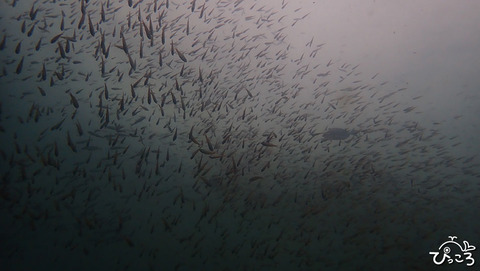 魚の群れ_P6220074