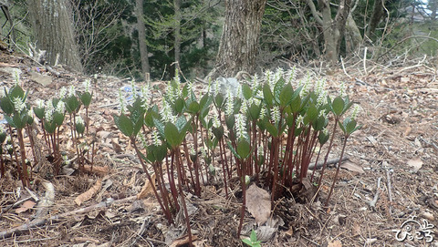 ヒトリシズカ_P4211239