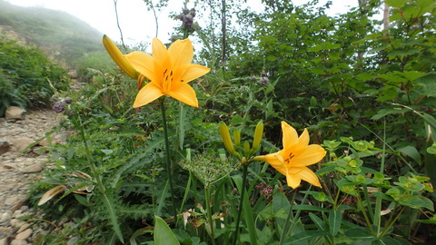 ニッコウキスゲ_1