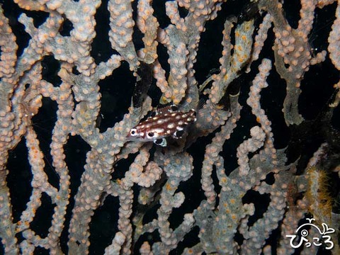 モンツキベラ_幼魚_221012_井