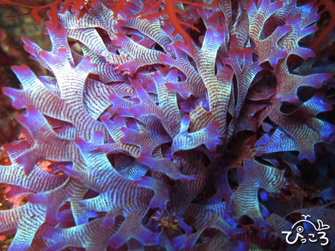 ウスバワツナギソウ