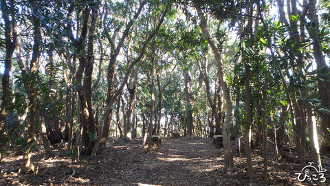 200218_海岸線の森