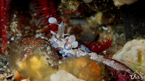 0105_フリソデエビ