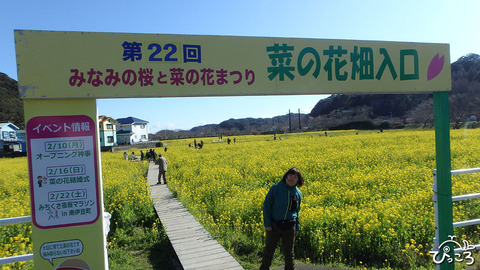 200218_菜の花