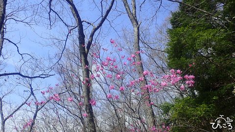 ミツバツツジ_P4211171