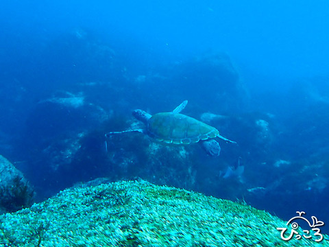 2025年の潜り納め＠IOP