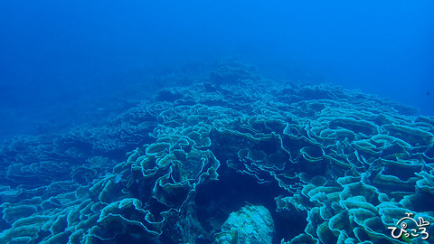 リュウキュウキッカサンゴ_P4