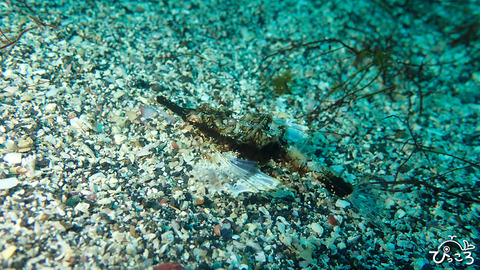 ウミテング_P3160737