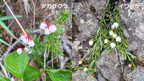 ツガザクラ_イワヒゲ1