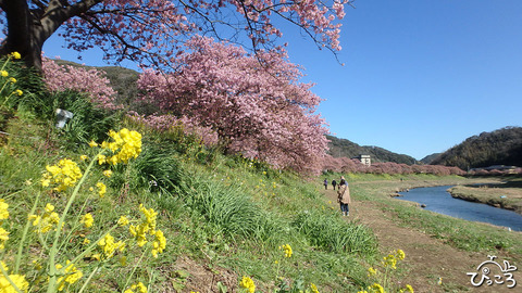 200218_みなみの桜まつり