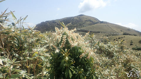 アセビと達磨山_P4141114