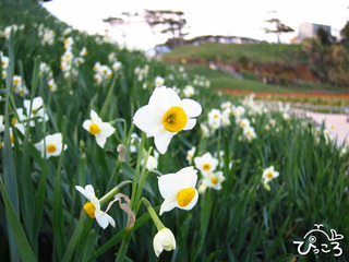 2013-1-4 水仙