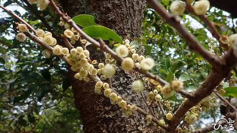 ヒサカキ_P3211901