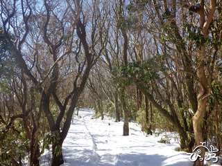 2013-1-30雪の残る登山道