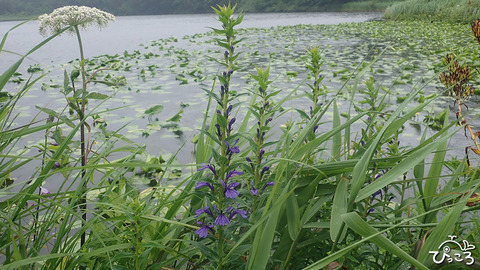 サワギキョウ_P8021779