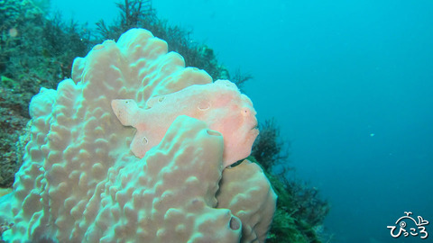 0809_オオモンカエルアンコウ