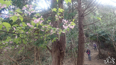 桜の花咲く登山道_P2180571