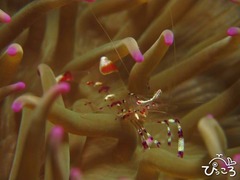 アカホシカクレエビ