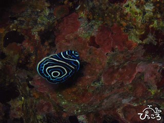 2012-11-30ウズキン