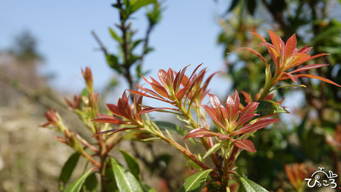 アセビの新芽_RX_07254