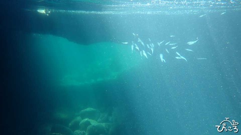 アオリイカ_P8290047