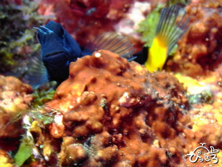 2012-11-24ニラミギンポ