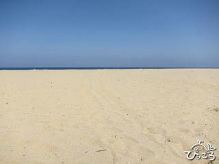 ウミガメの産卵地 永田浜