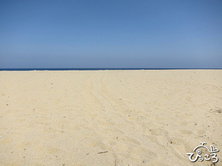 ウミガメの産卵地　永田浜