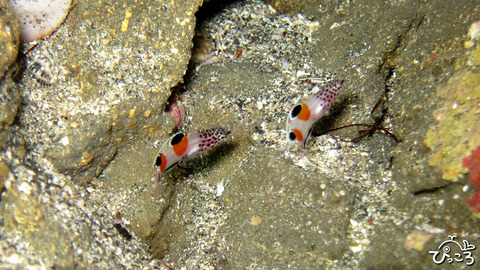 1219_カンムリベラｙｇ