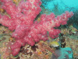 キビレスズメダイ幼魚
