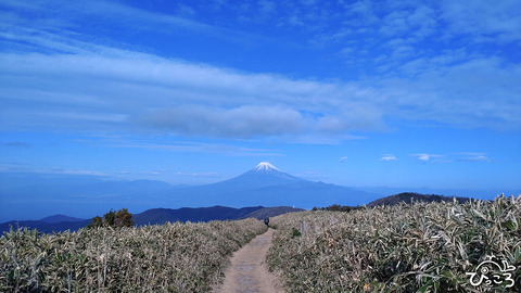 稜線歩き_達磨山から富士山へ