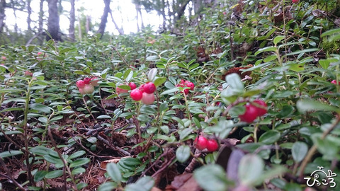 コケモモいっぱい