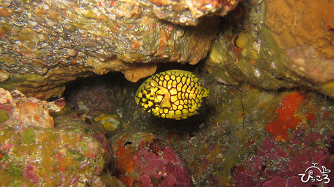 1219＿マツカサウオ