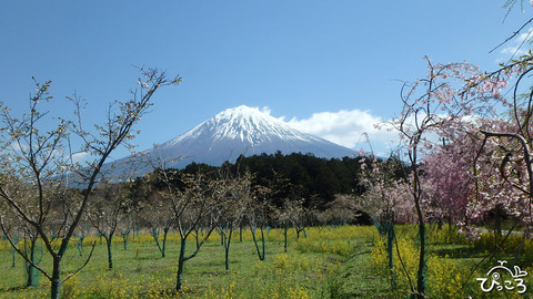 0408_fuji