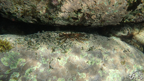 カニさん_P8010036