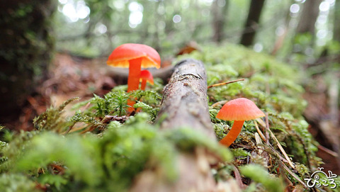 0624_かわいいキノコ