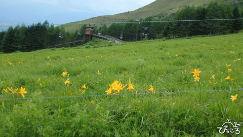 ニッコウキスゲ