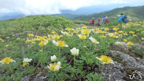 飯豊山_花畑
