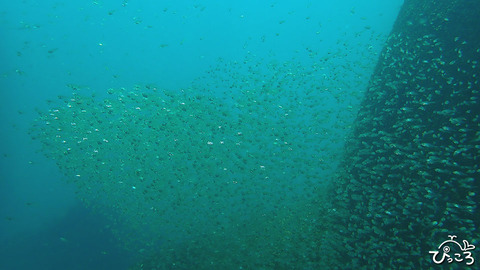 20200801_キンメモドキ幼魚