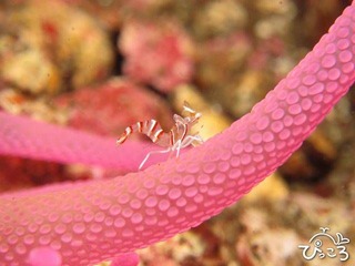 バルスイバラモエビ