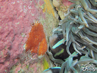 クマノミ子育て中