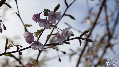 20200211_桜_