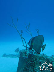 2012-11-9アカククリ@渡嘉敷