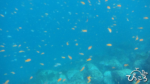 キンギョハナダイの群れ