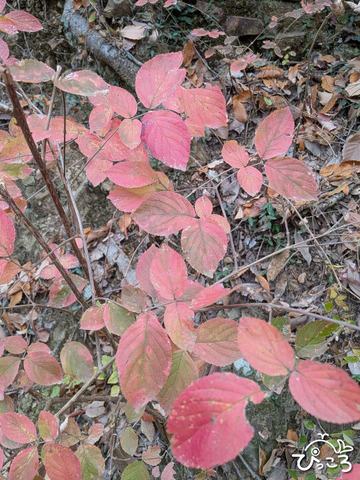 マルバウツギ_20251203_031320237