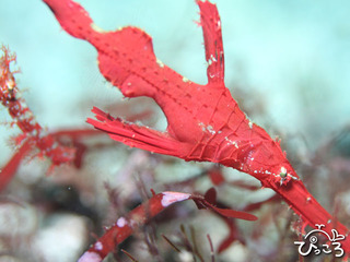 11/4カミソリウオ(ペア?)画像提供:長屋(男)さん