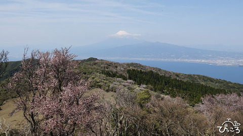 230404_マメザクラと富士山_0