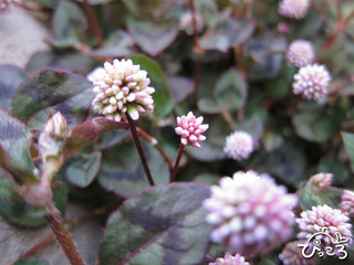 2013-4-18ヒメツルソバ